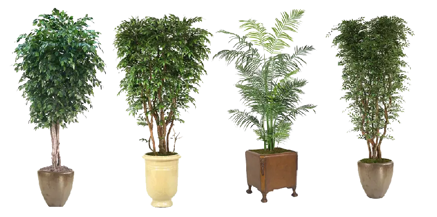 Photos of various flowers and shrubs for design of houseplants PNG