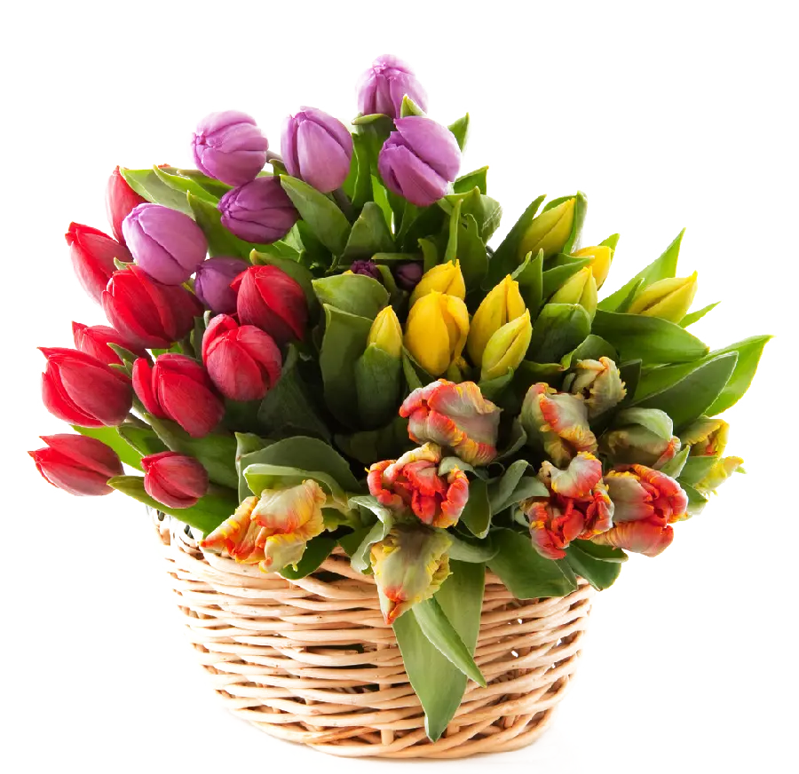 The most beautiful photo without a background of a flower basket suitable for editing posters