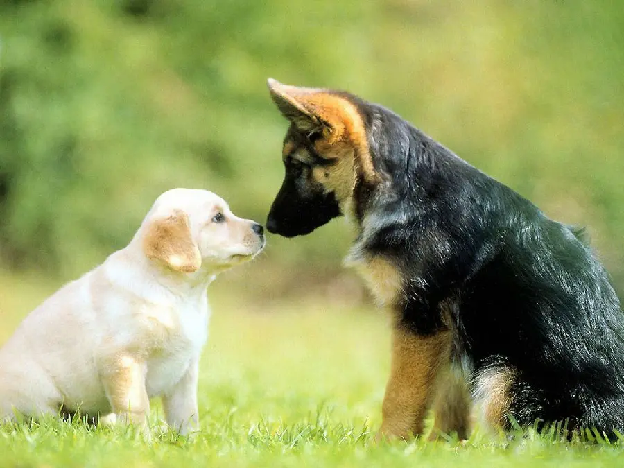 Best black and white dog friendship photo White for profile 