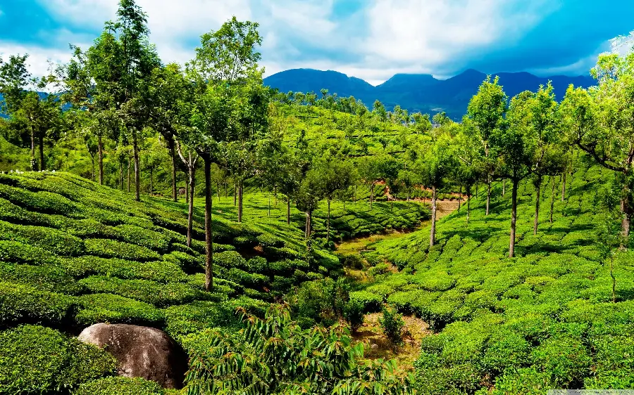 Interesting photo of Amazing Nature in India Suitable for Tablet Wallpaper 
