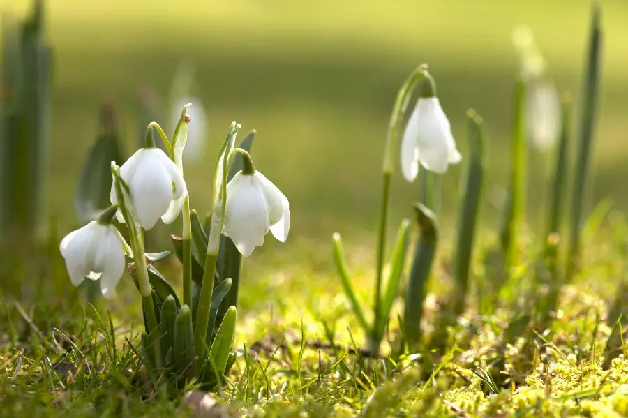 White spring flowers wallpaper FULL HD