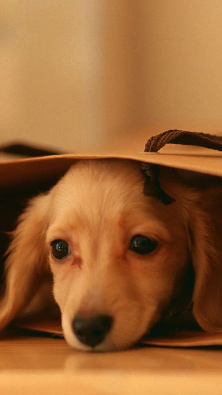Beautiful Artistic Photo of a Brown Dog in a Gift Envelope 2023