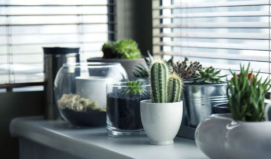 Special Houseplant Photos