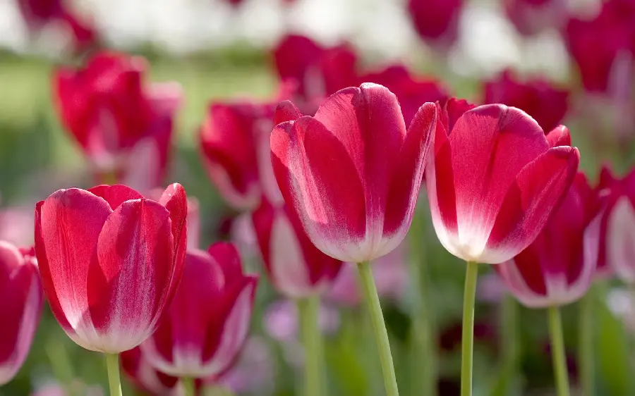 Beautiful Spring Flowers Computer Background