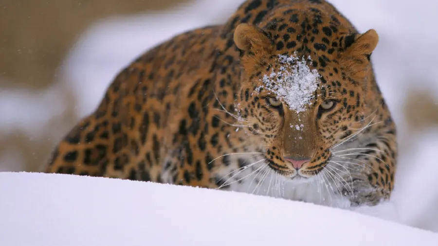 Attractive and stunning photo of a leopard in 4k quality for profile and Instagram