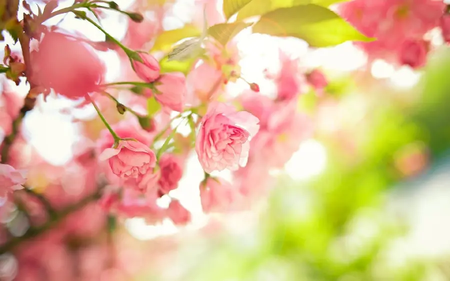 Spring Blossom Photo High Quality 
