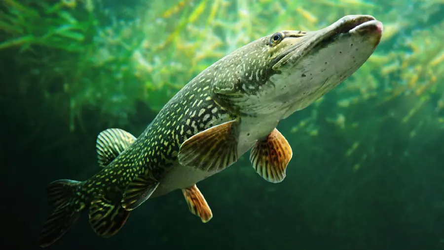 High quality photo of green fish swimming in the deep sea