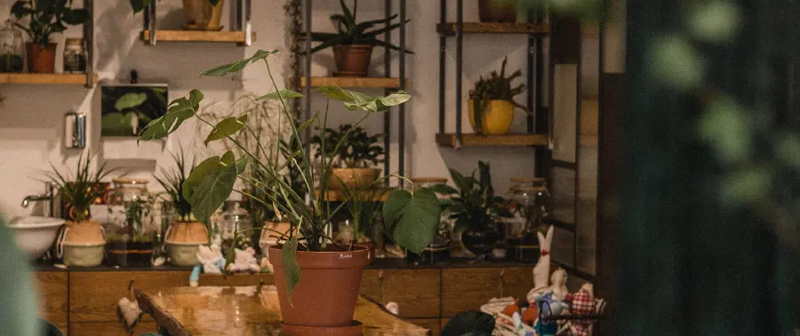Photo of an arrangement of houseplants