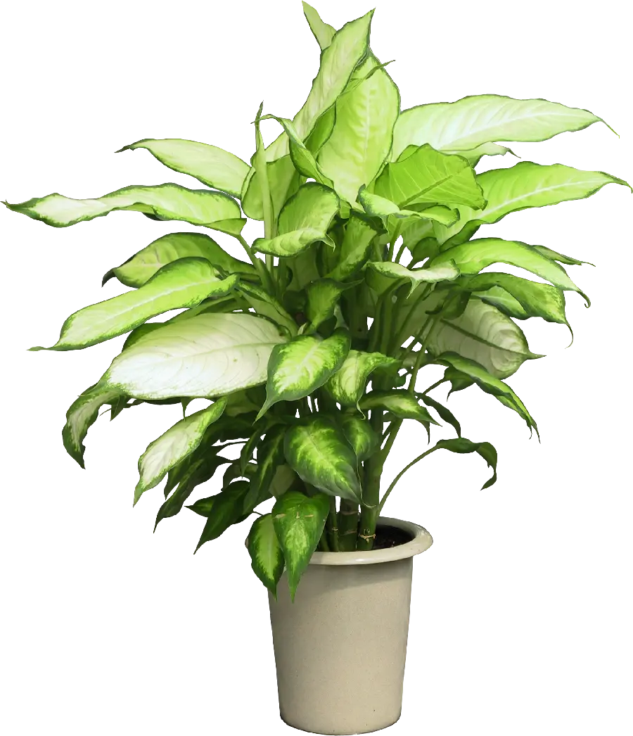 Download Aglaonema Houseplant PNG Image