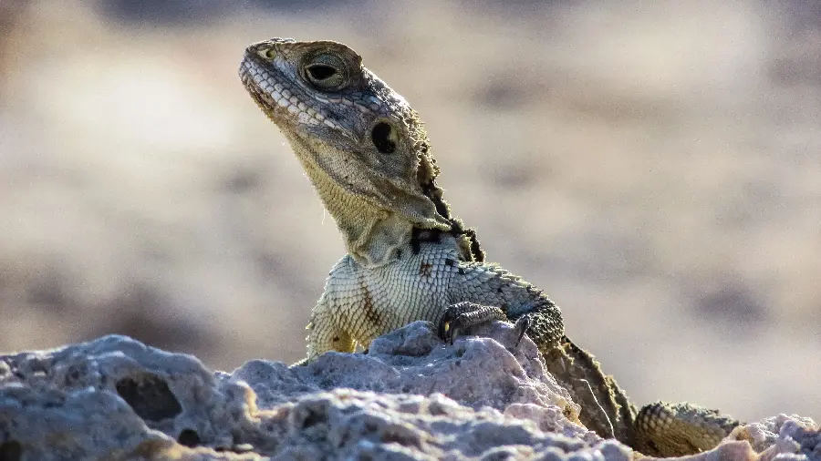 Lizard photo for profile and wallpaper