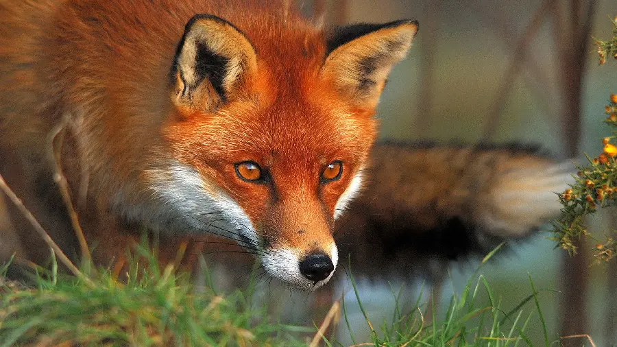 High quality photo of red fox for computer wallpaper