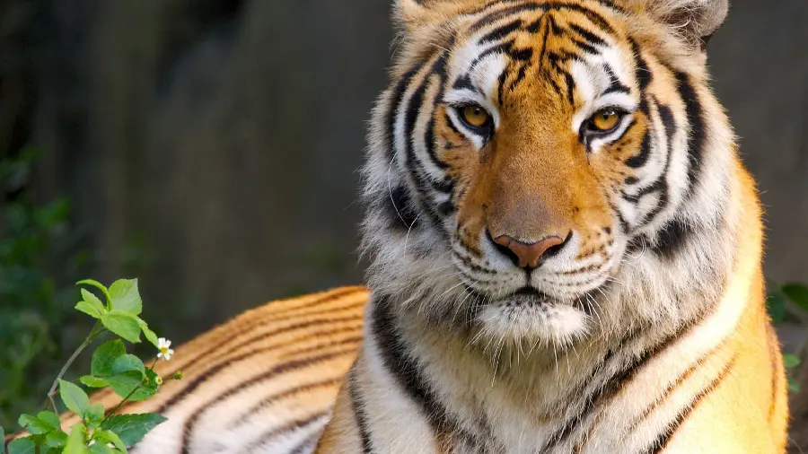Download 8K tiger photo