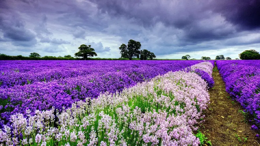 Image of a field of purple and white flowers in spring