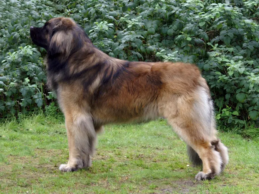 A very beautiful photo of a strong, furry brown dog