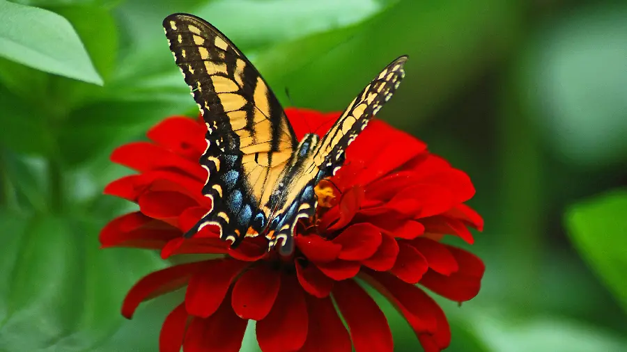 Yellow butterfly on red flower wallpaper