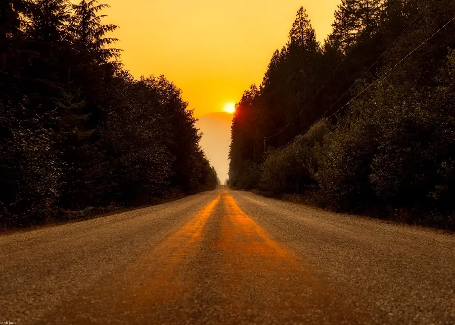 Photo of the forest road and the golden sunset