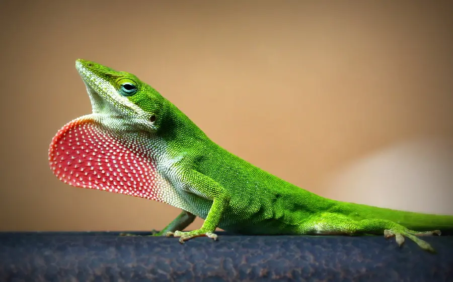 Download High Quality Green Lizard Stock Photo and Vector