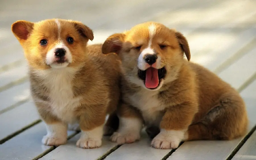 Cute Little Puppies Profile Photos for Wallpaper