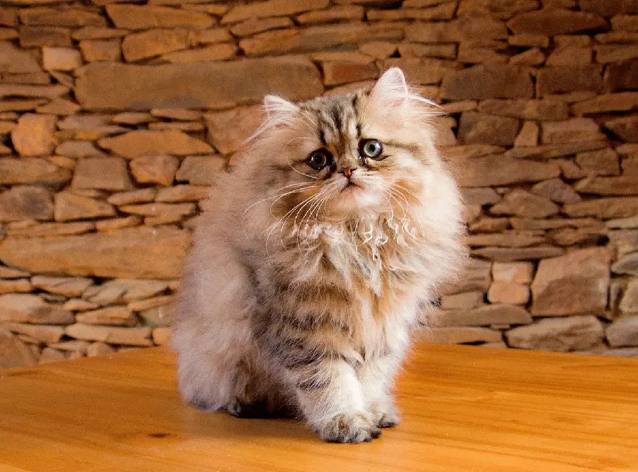 Cute Persian Cat Wallpaper for Desktop