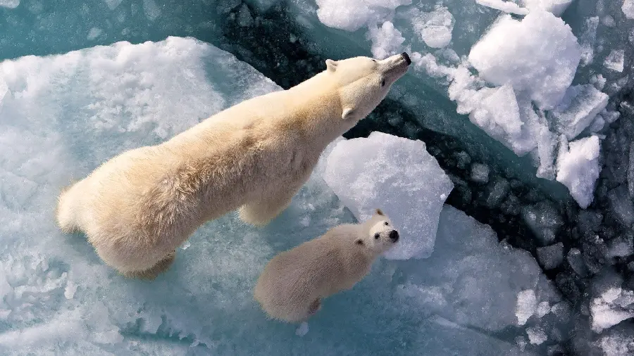 Unique stock photo of polar bears on broken ice
