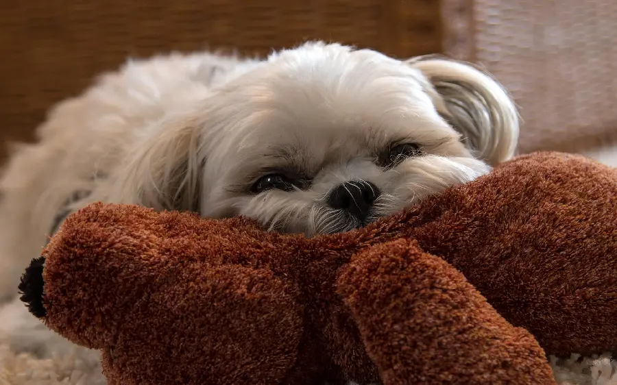 White Puppy Profile HQ Pic Download