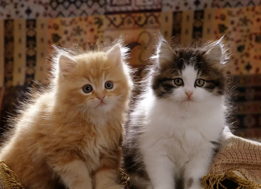 The most beautiful Persian cat profile for cat lovers