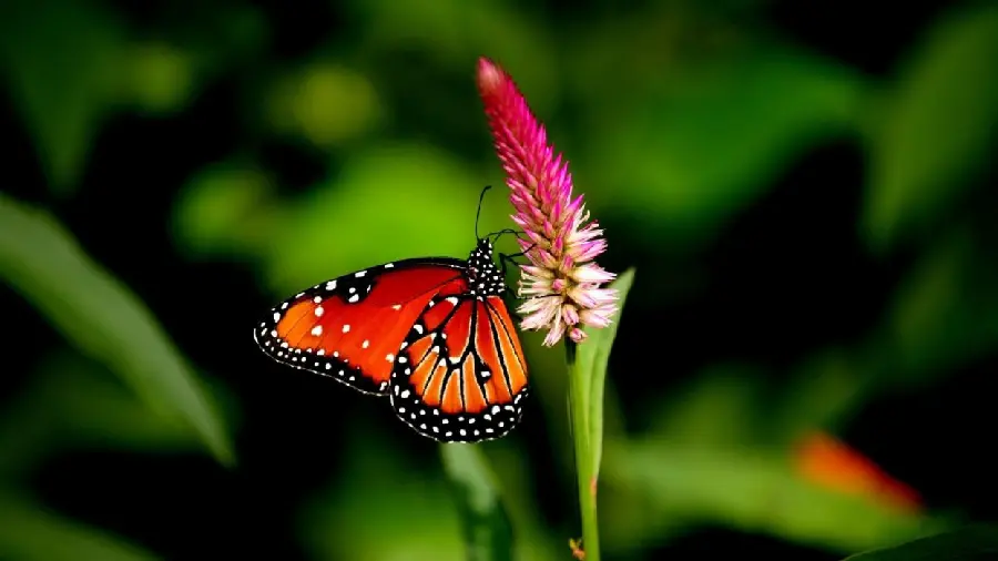 Download beautiful real butterfly photo