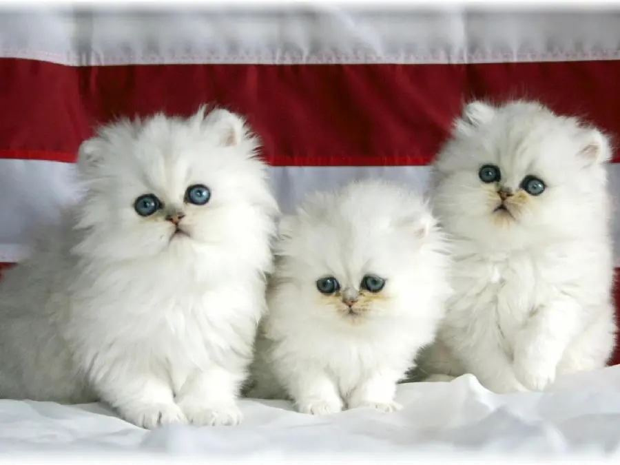 Download Dreamy Photo of Three White Persian Cats with Blue Eyes