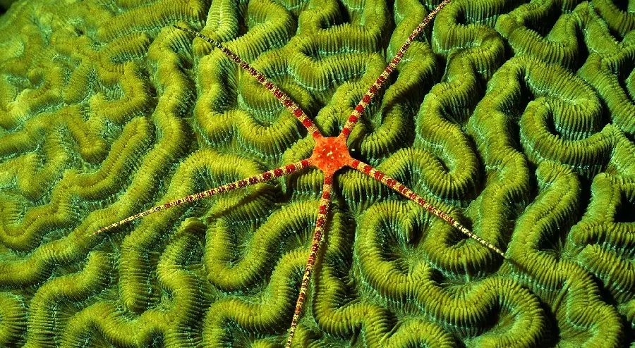 The most special computer wallpaper with a striking starfish subject