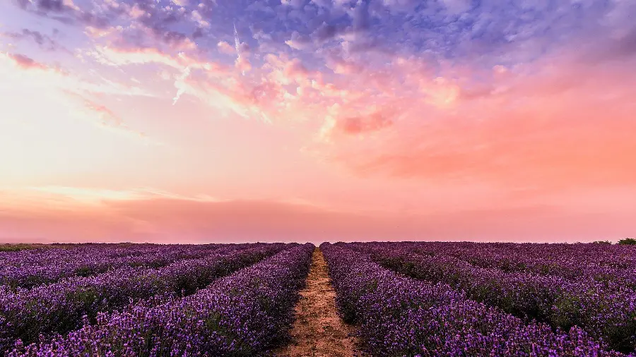 Magical Large Flower Field Under Soft Pink Sky 2023