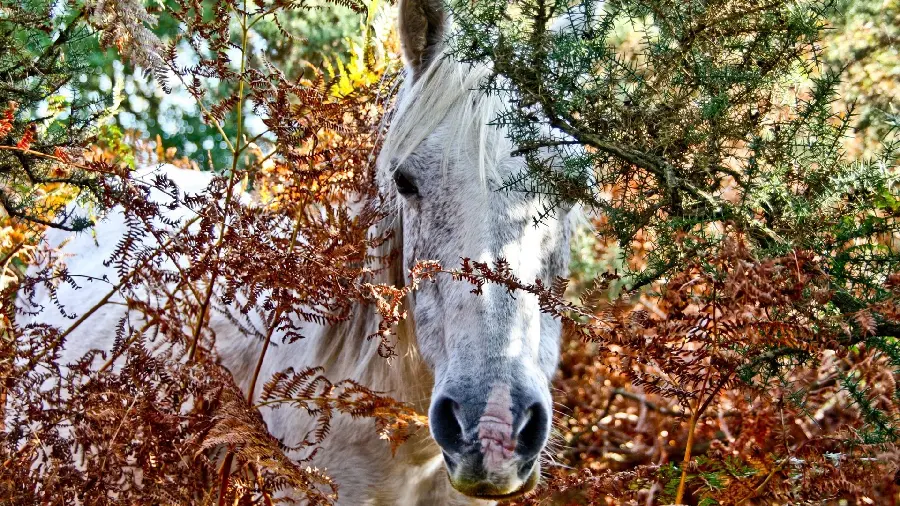 The best and most beautiful white horse wallpaper for your computer
