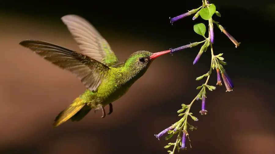 Download photo of a small bird sucking nectar from flowers