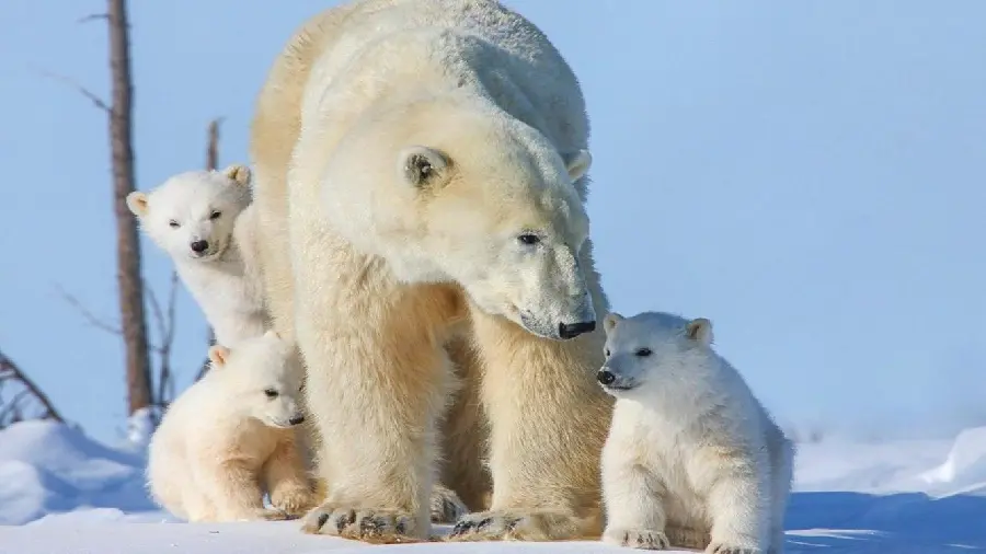 Most downloaded profile of a mother polar bear with her children