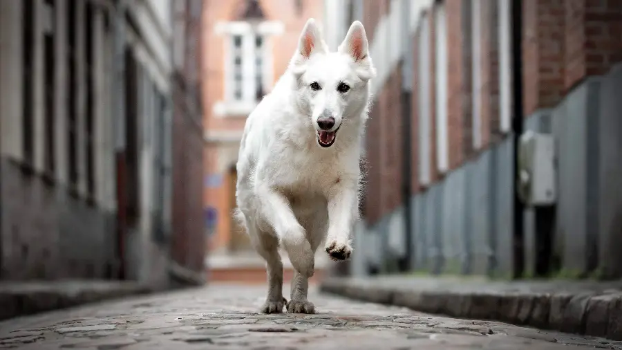 Magical white dog wallpaper for desktop