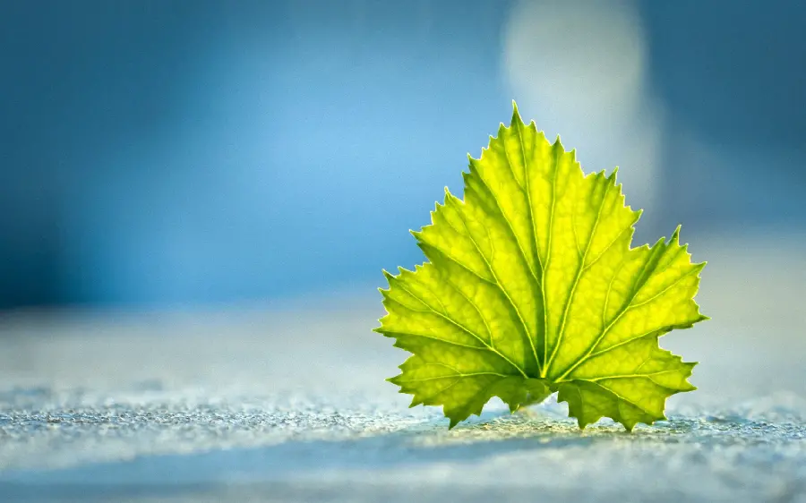 A spectacular green leaf portrait for Positive Energy Profile Telegram and WhatsApp