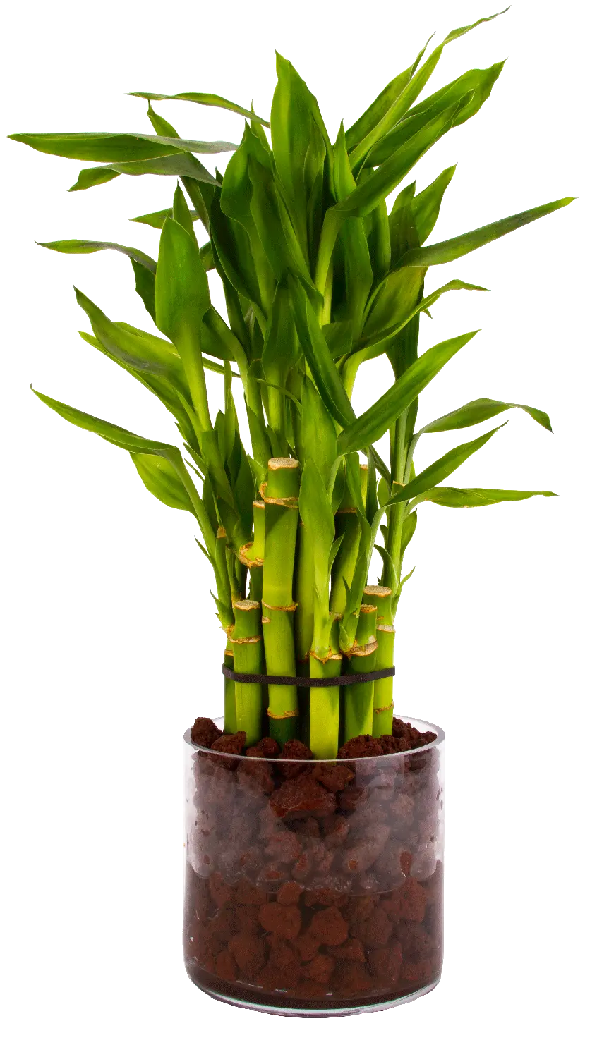 Download image of bamboo houseplants PNG