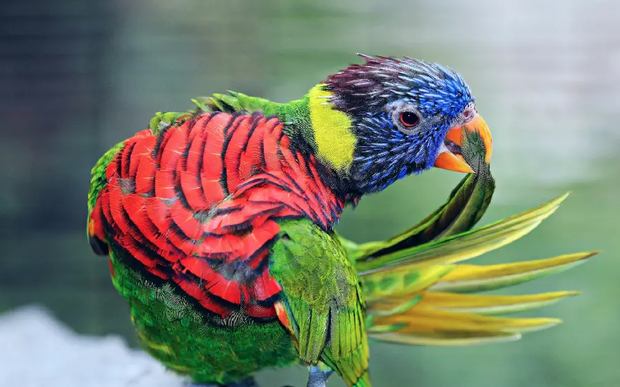 Latest And the most beautiful photo of a colorful parrot bird