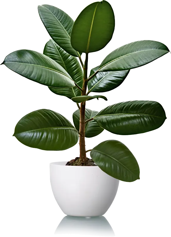 Photo of Ficus Elastica or Rubber Plant Houseplant PNG