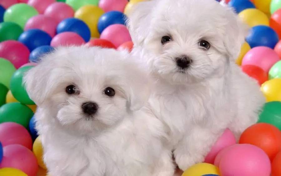 Two Lovely White Dogs in a Colored Ball Pool