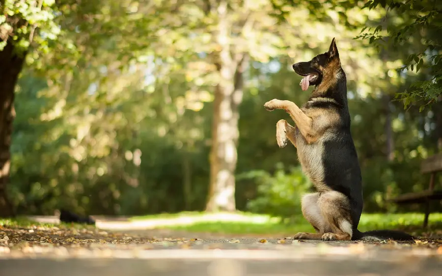 German Shepherd Dog Playing Phone Picture
