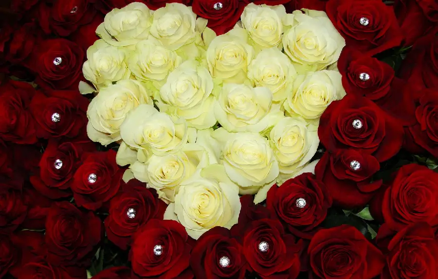 Beautiful Heart Shaped White and Red Rose Image for Gift Idea