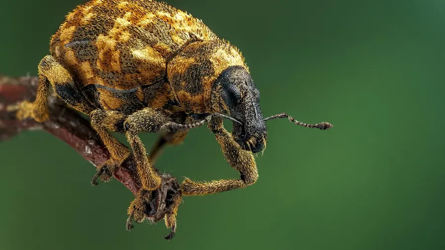 Strange Insect Stock Photo Close-up and Zoomed
