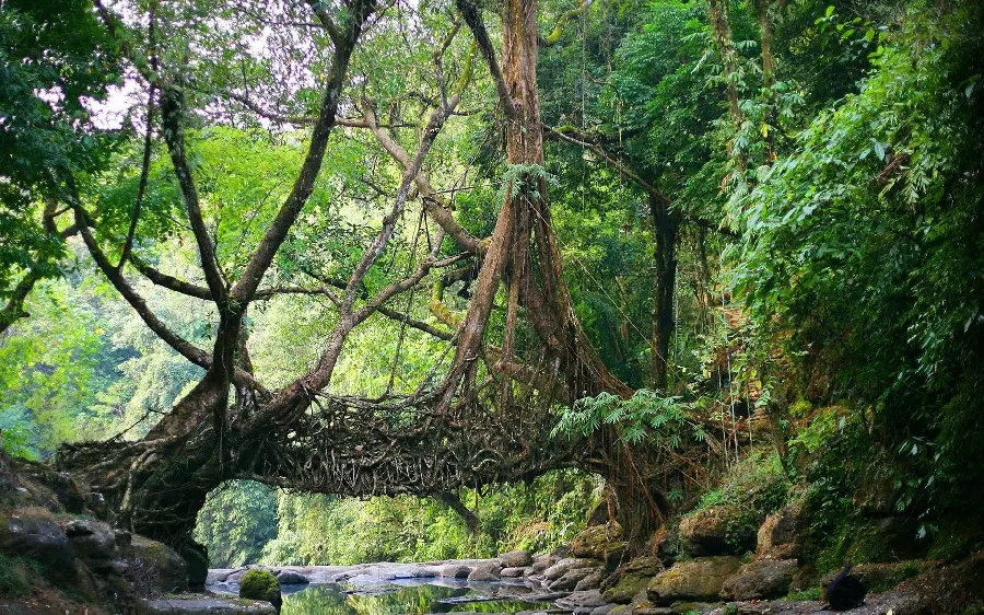 Attractive image of a dense and green forest in the great country of India 