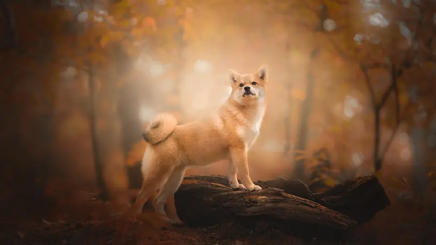 Akita Puppy High-Resolution Image