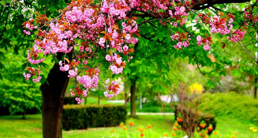 Lovely Pink Flowers on a Park Tree in Spring Season Wallpaper