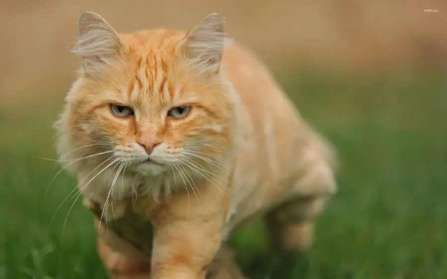 Beautiful Cream Striped Cat Image from Front Angle