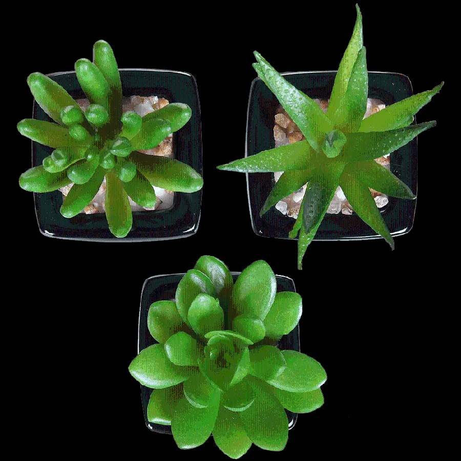 Photo of three succulent houseplants PNG from above