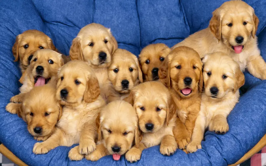 Beautiful cream puppies wallpaper for desktop