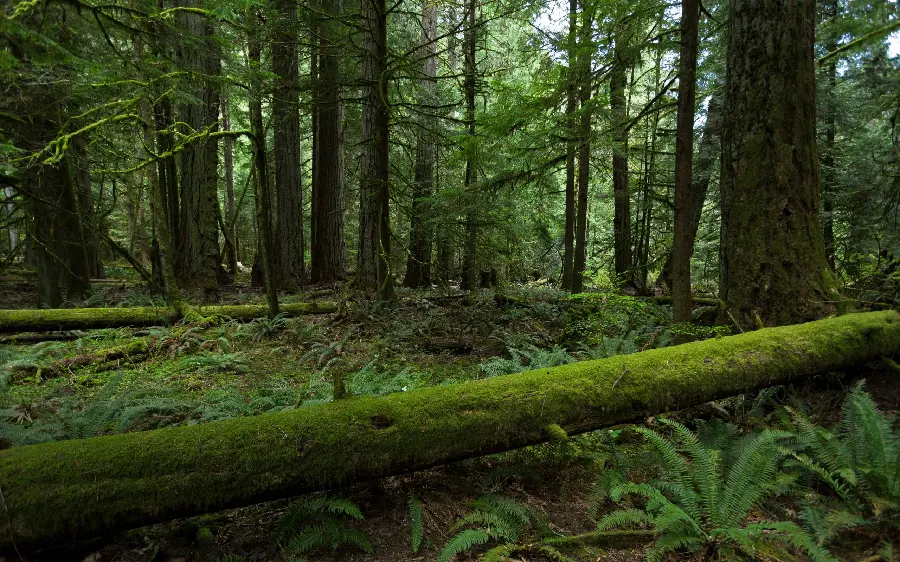 Download Relaxing Telegram Profile of Real Lush Nature