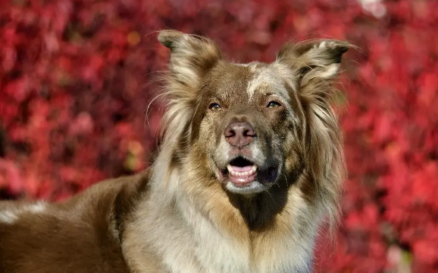 Beautiful fluffy dog ​​photo for wallpaper
